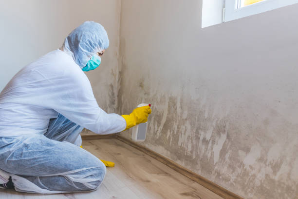 Mold inspector in River Forest performing thermal imaging